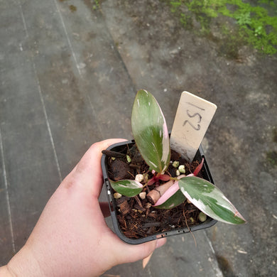 #152 Philodendron Pink Princess