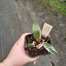 Load image into Gallery viewer, #152 Philodendron Pink Princess