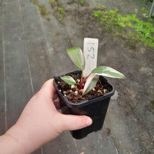 Load image into Gallery viewer, #152 Philodendron Pink Princess