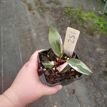 Load image into Gallery viewer, #152 Philodendron Pink Princess