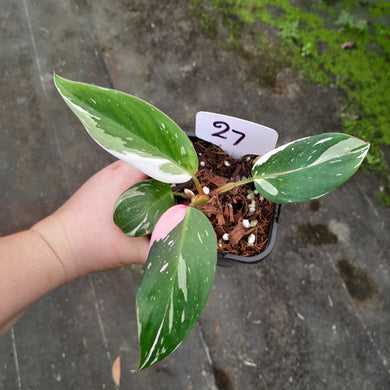 #27 Philodendron White Princess
