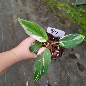 #27 Philodendron White Princess