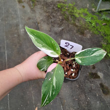 Load image into Gallery viewer, #27 Philodendron White Princess