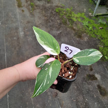 Load image into Gallery viewer, #27 Philodendron White Princess