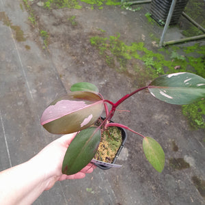 #H10 Philodendron Pink Princess