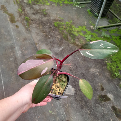 #H10 Philodendron Pink Princess
