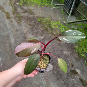 #H10 Philodendron Pink Princess