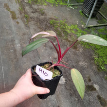 Load image into Gallery viewer, #H10 Philodendron Pink Princess