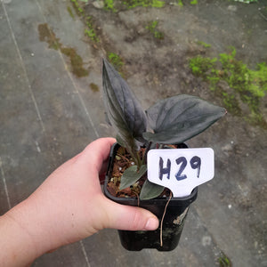 #H29 Syngonium Erythrophyllum