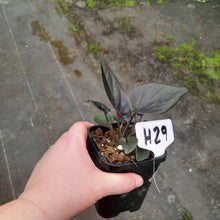 Load image into Gallery viewer, #H29 Syngonium Erythrophyllum