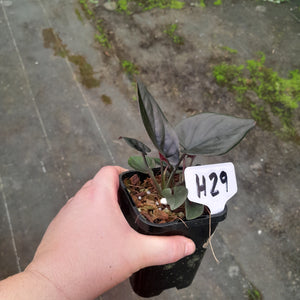#H29 Syngonium Erythrophyllum