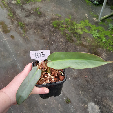 #H13 Philodendron Atabapoense