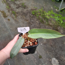 Load image into Gallery viewer, #H13 Philodendron Atabapoense