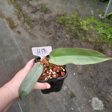 Load image into Gallery viewer, #H13 Philodendron Atabapoense