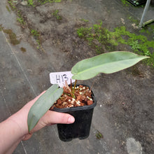Load image into Gallery viewer, #H13 Philodendron Atabapoense