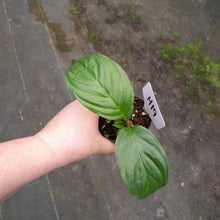 Load image into Gallery viewer, #H19 Pure White Bat Plant - Tacca Integrifolia
