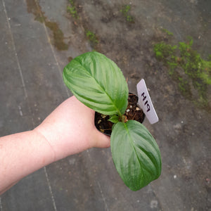 #H19 Pure White Bat Plant - Tacca Integrifolia