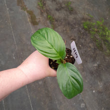 Load image into Gallery viewer, #H19 Pure White Bat Plant - Tacca Integrifolia