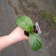 Load image into Gallery viewer, #H19 Pure White Bat Plant - Tacca Integrifolia