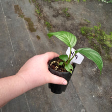 Load image into Gallery viewer, #H19 Pure White Bat Plant - Tacca Integrifolia