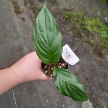 Load image into Gallery viewer, #H108 White/Purple Bat Plant - Tacca Integrifolia