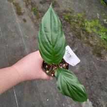 Load image into Gallery viewer, #H108 White/Purple Bat Plant - Tacca Integrifolia