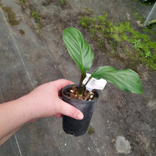 Load image into Gallery viewer, #H108 White/Purple Bat Plant - Tacca Integrifolia