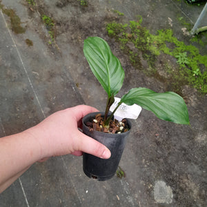 #H108 White/Purple Bat Plant - Tacca Integrifolia