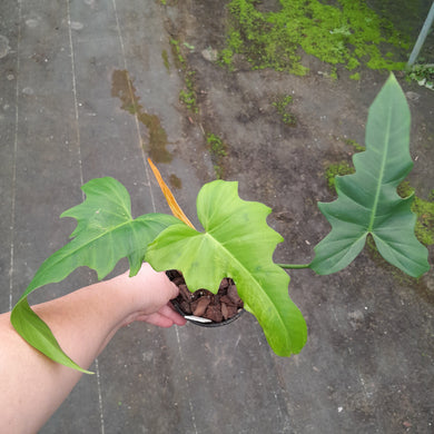 #H123 Philodendron Golden Dragon