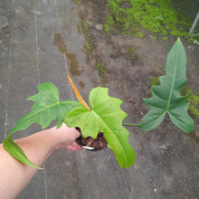 Load image into Gallery viewer, #H123 Philodendron Golden Dragon