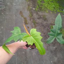 Load image into Gallery viewer, #H123 Philodendron Golden Dragon