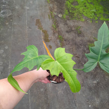 Load image into Gallery viewer, #H123 Philodendron Golden Dragon
