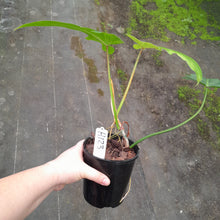 Load image into Gallery viewer, #H123 Philodendron Golden Dragon