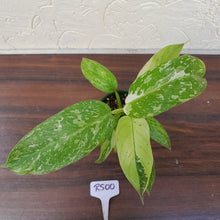 Load image into Gallery viewer, #R500 Philodendron Jose Buono