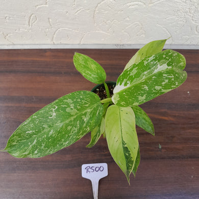 #R500 Philodendron Jose Buono