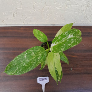 #R500 Philodendron Jose Buono
