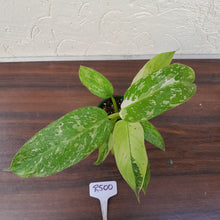 Load image into Gallery viewer, #R500 Philodendron Jose Buono