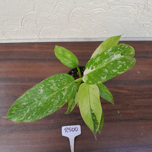 #R500 Philodendron Jose Buono