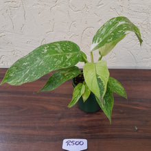 Load image into Gallery viewer, #R500 Philodendron Jose Buono