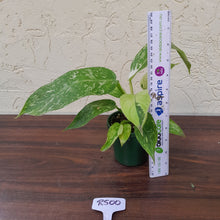 Load image into Gallery viewer, #R500 Philodendron Jose Buono