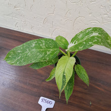 Load image into Gallery viewer, #R500 Philodendron Jose Buono