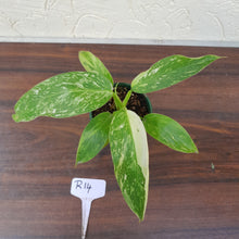 Load image into Gallery viewer, #R14 Philodendron Jose Buono