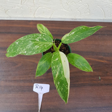 #R14 Philodendron Jose Buono