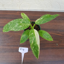 Load image into Gallery viewer, #R14 Philodendron Jose Buono