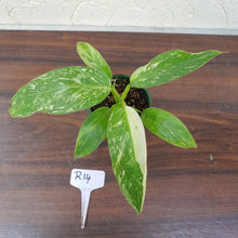 Load image into Gallery viewer, #R14 Philodendron Jose Buono
