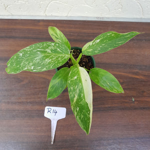 #R14 Philodendron Jose Buono