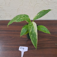 Load image into Gallery viewer, #R14 Philodendron Jose Buono