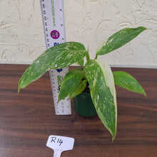 Load image into Gallery viewer, #R14 Philodendron Jose Buono