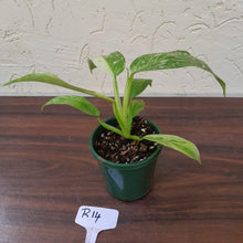 Load image into Gallery viewer, #R14 Philodendron Jose Buono