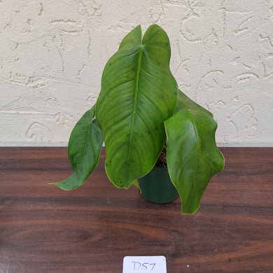 #D57 Philodendron Sharoniae